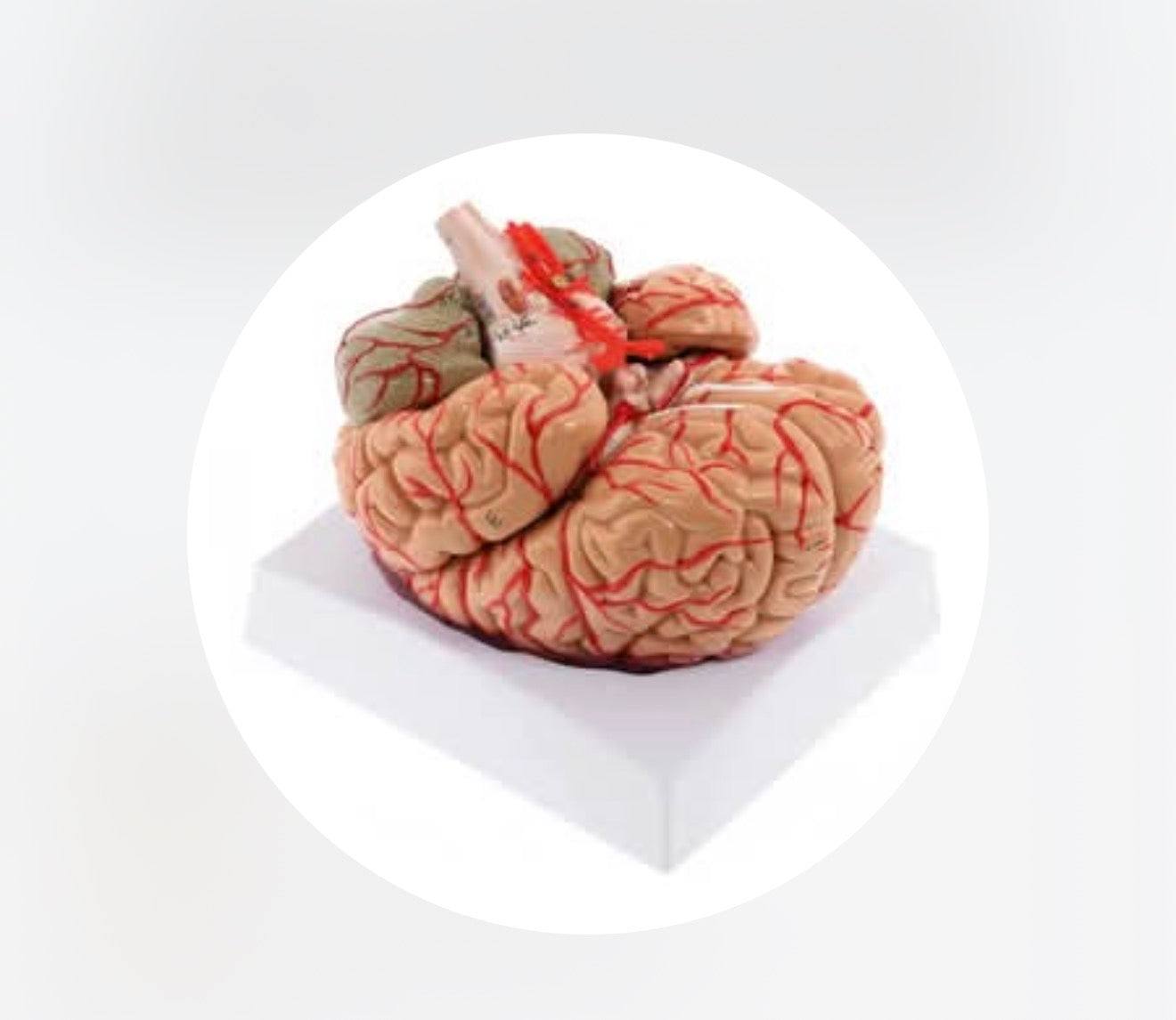 Brain Model 8-Part Brain Models Life Size Human Brain Anatomical Model W/Display Base & Color-