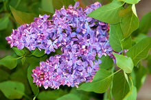 Lilac Candle-Labeled Jar