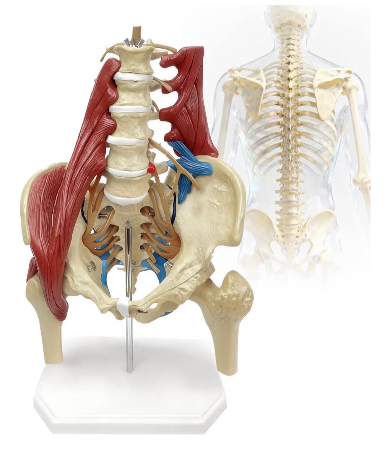 Lumbar Spine Model with Nerves, Female Pelvis Model Anatomy 1:1 Life Size Nerves Hip Joint Muscle